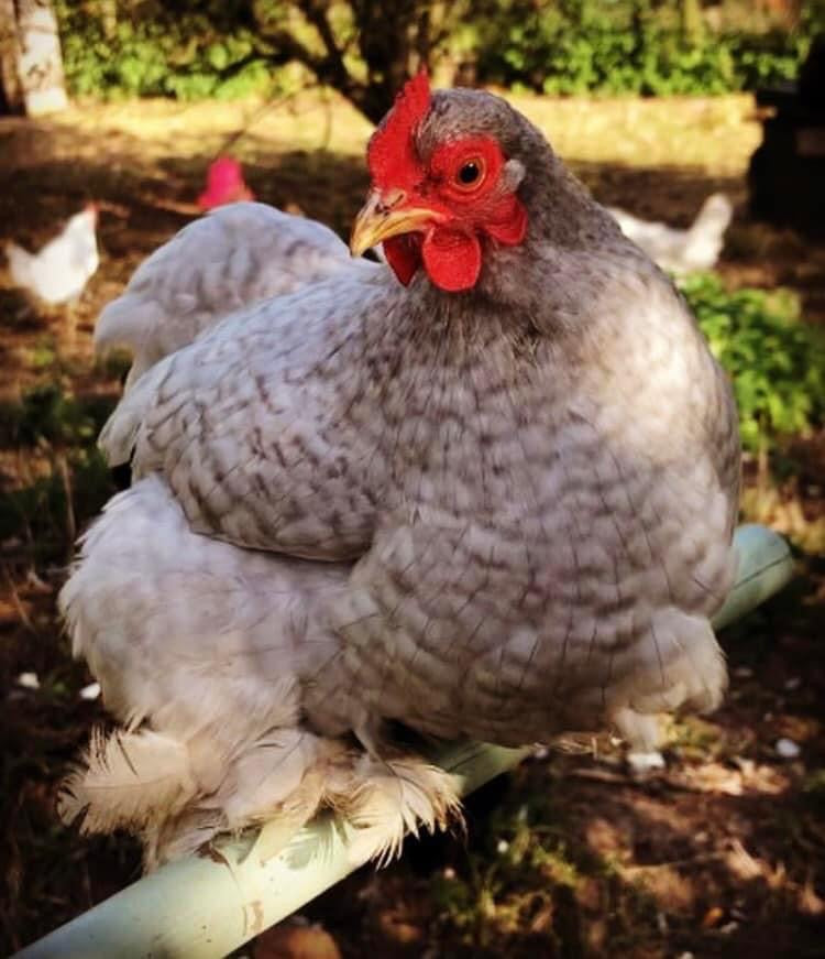 Chicken treat selection box