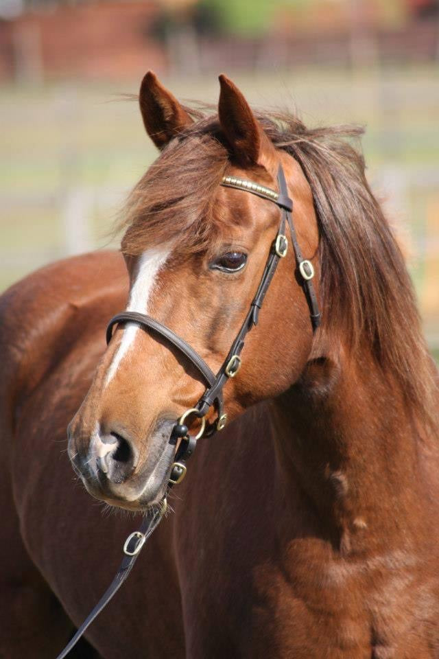 Horse treat selection box